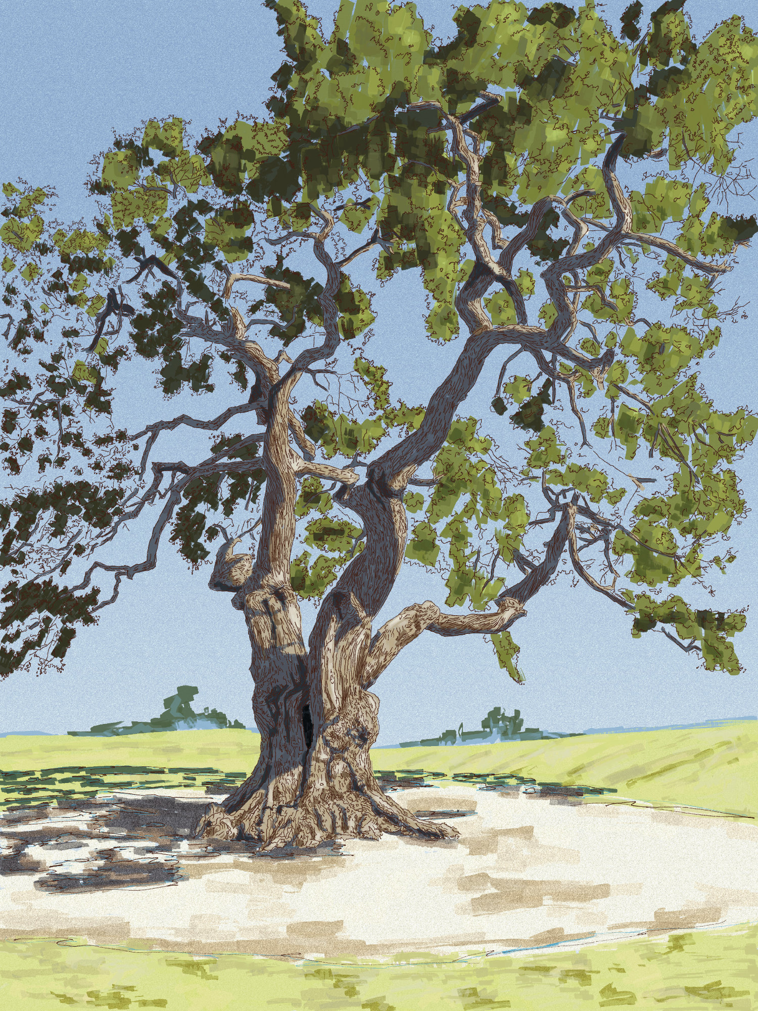 St. Simons Red Cedar