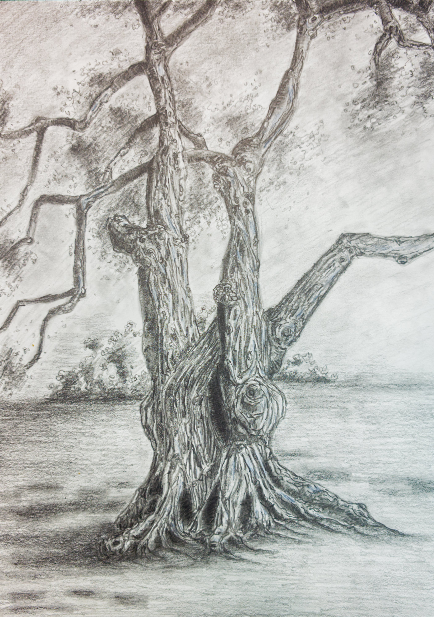 St. Simon Red Cedar – Pencil Sketch
